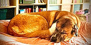 Hercule participe au concours pour gagner de l'argent avec cette photo : dog, sleeping, blanket, bed, indoor, cozy, brown_fur, pet, resting, furniture, bookshelf, books, home, relaxation, animal, domestic_animal, canine, quiet, soft_lighting, comfort