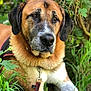 Hercule participe au concours pour gagner de l'argent avec cette photo : dog, animal, pet, outdoor, nature, greenery, grass, leaves, canine, fur, closeup, portrait, muzzle, ears, collar, paws, resting, brown, black, white