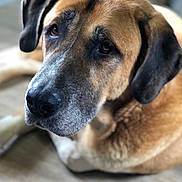 Hercule a rejoint le concours — aidez-le/la à gagner de superbes lots ! dog, close_up, brown_fur, black_ears, lying_down, bone, wooden_floor, pet, domestic_animal, canine, muzzle, nose, ears, fur_texture, indoor, resting, animal_portrait, soft_focus, large_dog, companion