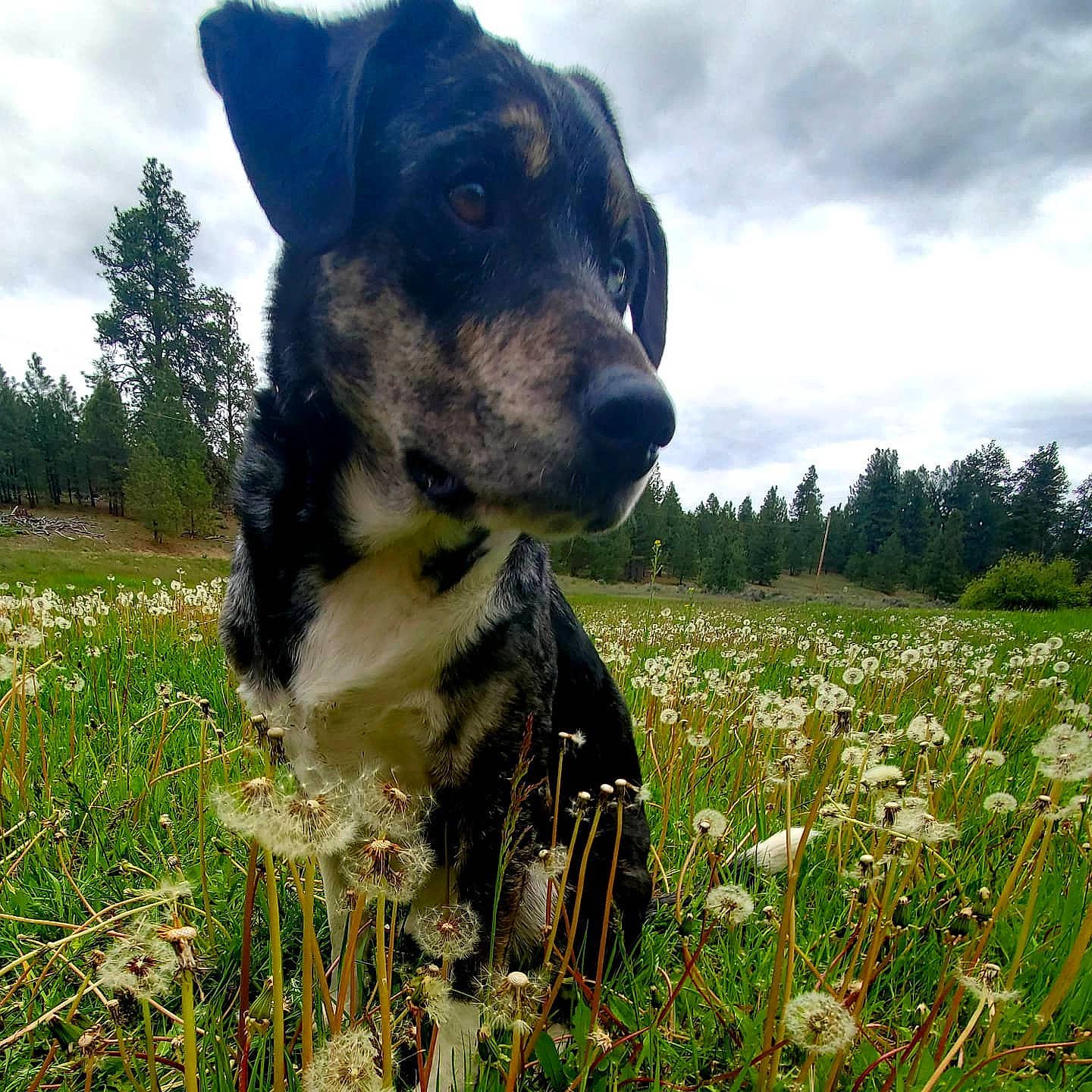 Whiskey is registered to the contest to win money with this photo: canidae, carnivore, dog, dog_breed, flower, gladiolus, grass, hunting_dog, louisiana_catahoula_leopard_dog, mammal, meadow, plant, rare_breed_dog, sporting_group, wildflower, working_dog