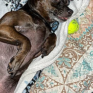 Macemae is registered to the contest to win money with this photo: dog, small_dog, pet, blanket, tennis_ball, quilt, bedding, fur, tongue_out, paw, indoor, close_up, portrait, cute, relaxed, sleepy, flash_photography, patterned_blanket, brown_dog, black_dog
