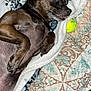 dog, small_dog, pet, blanket, tennis_ball, quilt, bedding, fur, tongue_out, paw, indoor, close_up, portrait, cute, relaxed, sleepy, flash_photography, patterned_blanket, brown_dog, black_dog