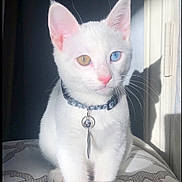Trip joined the competition — help win amazing prizes! cat, white_cat, heterochromia, blue_eye, amber_eye, collar, charm, pet, feline, indoor, sunlight, shadow, cushion, pattern, closeup, portrait, cute, animal, sitting, whiskers