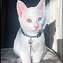 amber_eye, animal, blue_eye, cat, charm, closeup, collar, cushion, cute, feline, heterochromia, indoor, pattern, pet, portrait, shadow, sitting, sunlight, whiskers, white_cat