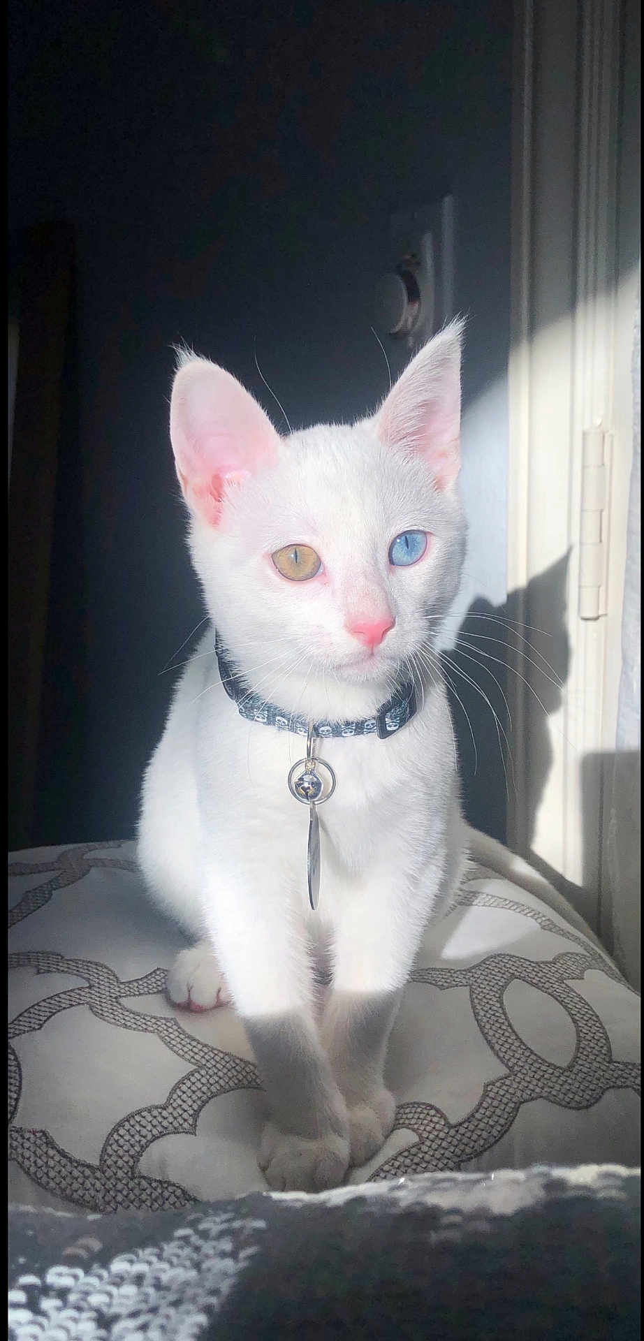 Trip joined the competition — help win amazing prizes! cat, white_cat, heterochromia, blue_eye, amber_eye, collar, charm, pet, feline, indoor, sunlight, shadow, cushion, pattern, closeup, portrait, cute, animal, sitting, whiskers