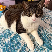 Percy joined the competition — help win amazing prizes! animal, bed, blanket, cat, comfort, cute, domestic, ears, eyes, fur, indoor, mammal, paws, pet, relaxing, resting, tabby, two_cats, whiskers, white