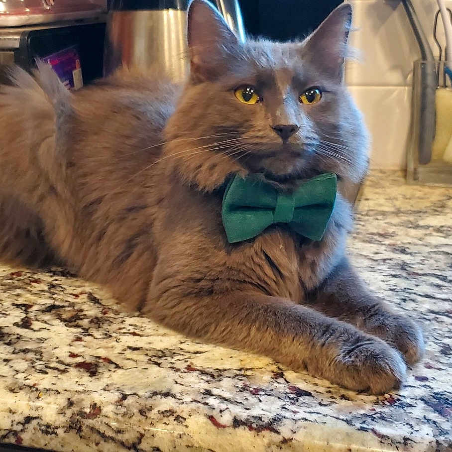 Sylas joined the competition — help win amazing prizes! abyssinian, accessories, angora, animal, can, cartoon, cat, formalwear, indoors, interiordesign, kitten, manx, pet, sink, tie, tin, toy, window, windowsill, wood