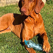 Oslo participe au concours pour gagner de l'argent avec cette photo : dog, brown_dog, grass, outdoor, sunlight, chewed_bottle, plastic_bottle, pet, canine, animal, paw, lying_down, nature, playful, daylight, portrait, muzzle, ears, relaxed, closeup