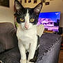 cat, black_and_white, yellow_eyes, curious, indoor, couch, worn_furniture, living_room, photographs, wall_decor, television, house_image, pet, whiskers, fur, close_up, domestic_animal, feline, front_view, sitting
