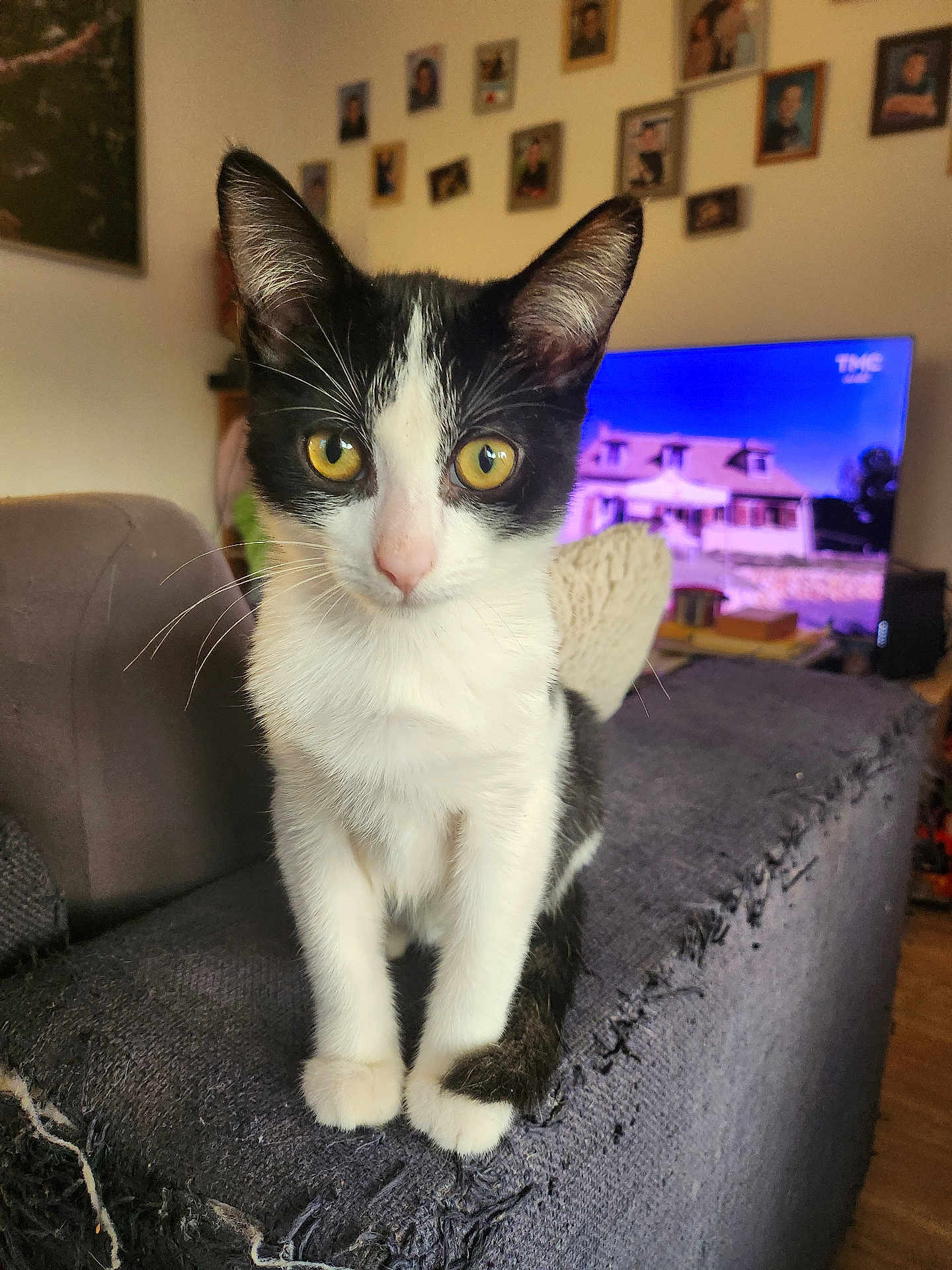 Felicia