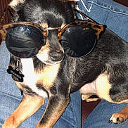 Maggie joined the competition — help win amazing prizes! dog, sunglasses, pet, animal, lap, jeans, black_and_tan, small_dog, accessory, cool, relaxed, indoor, casual, close_up, fashion, wearing, tag, companion, cute, resting
