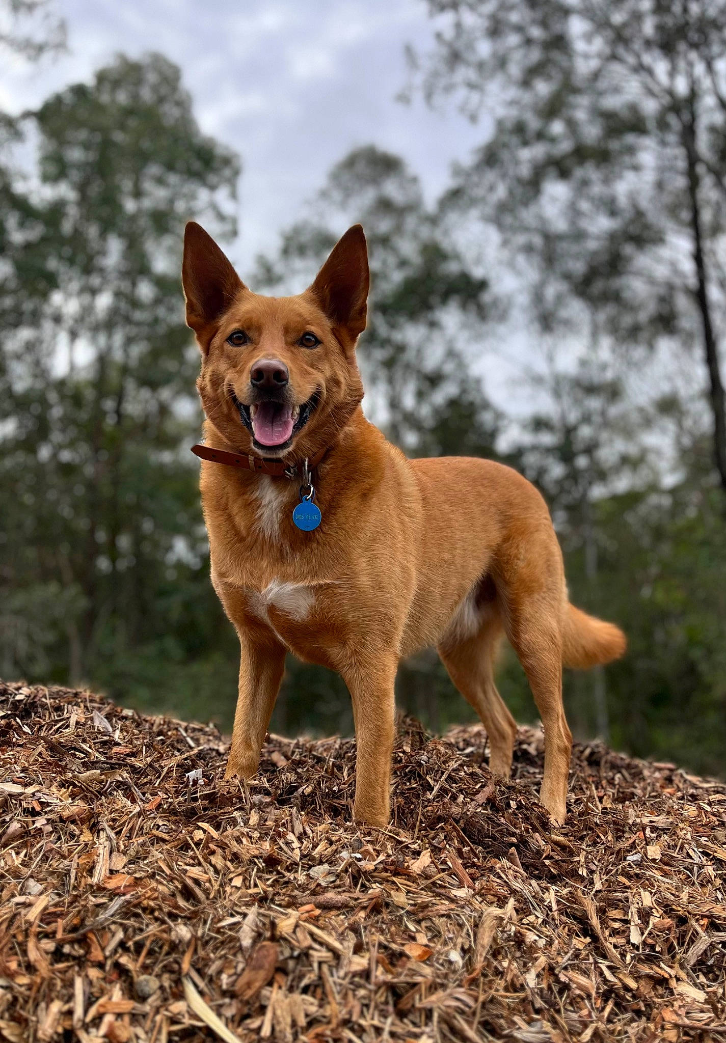 Rufus is registered to the contest to win money with this photo: adventure, canidae, carnivore, chihuahua, cloud, collar, companion_dog, dog, dog_breed, hound, liver, plant, sky, soil, sporting_group, tail, terrestrial_animal, tree, working_animal, working_dog