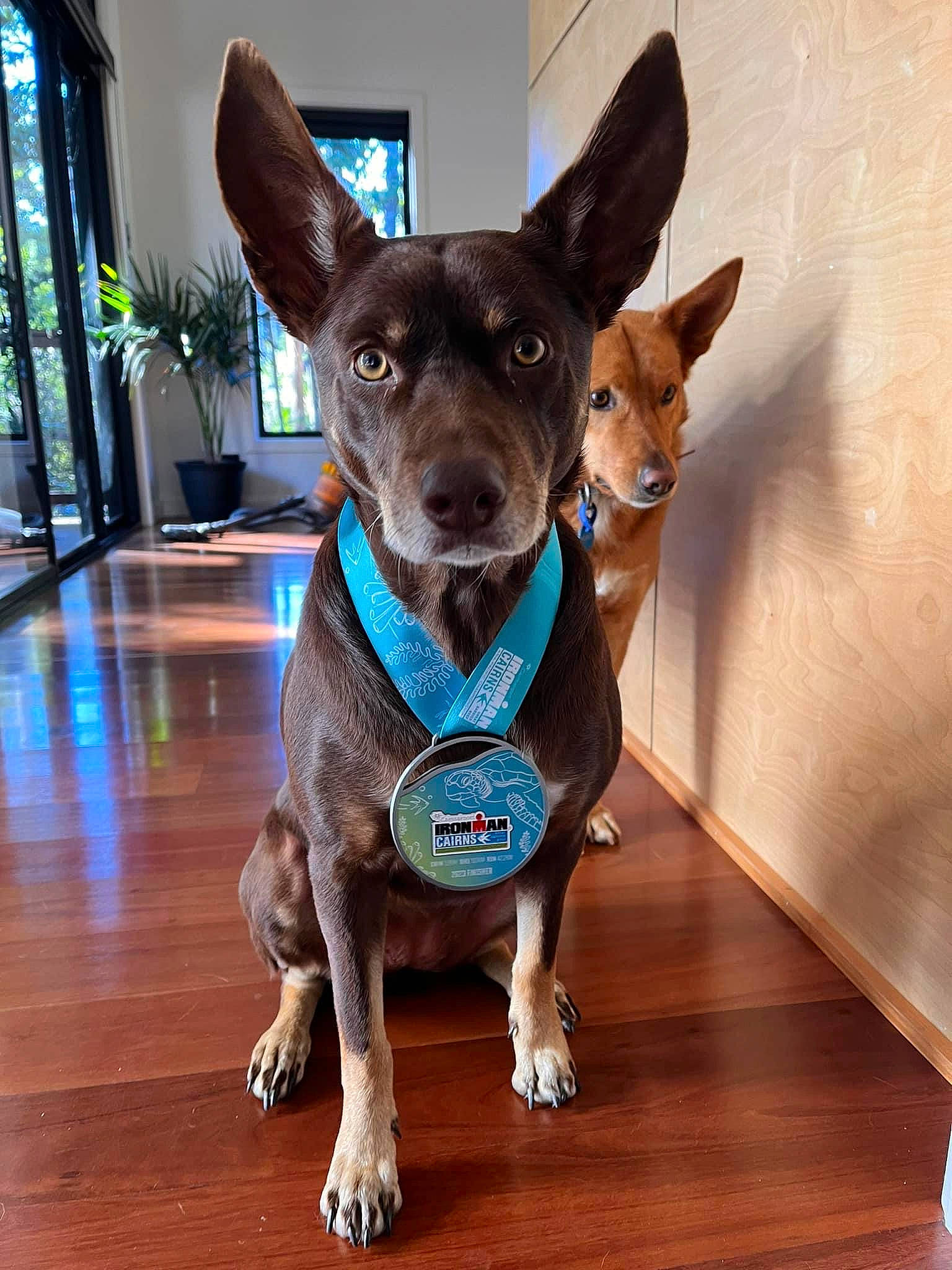 Juno is registered to the contest to win money with this photo: canidae, carnivore, collar, companion_dog, dog, dog_breed, dog_clothes, dog_supply, fawn, flooring, hardwood, houseplant, pet_supply, plant, snout, sporting_group, toy_dog, whiskers, wood, working_animal