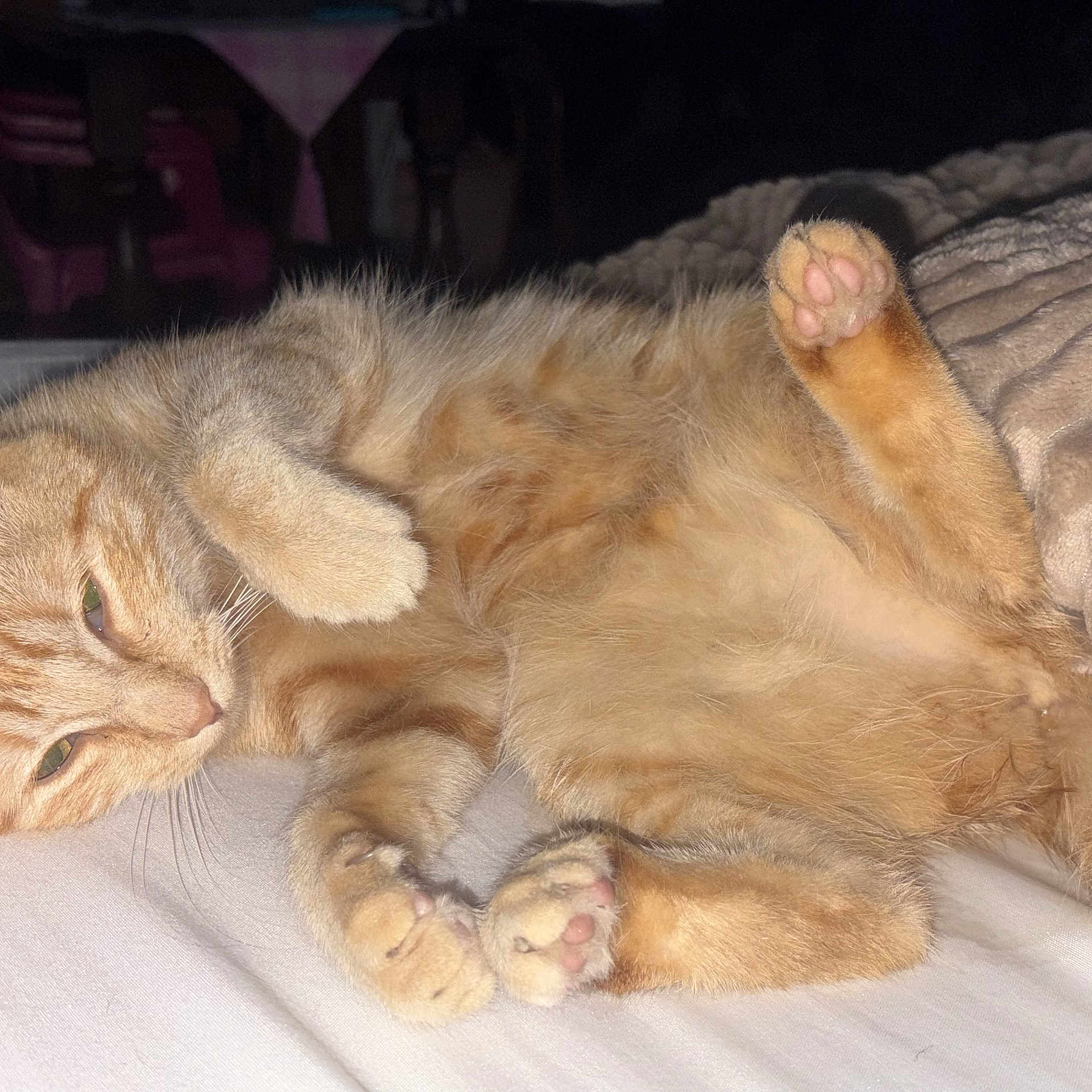 Caly participe au concours pour gagner de l'argent avec cette photo : cat, ginger_cat, feline, pet, animal, lying_down, sleeping, relaxed, bed, blanket, bedding, paws, toe_beans, fur, whiskers, green_eyes, indoor, bedroom, close_up, cute