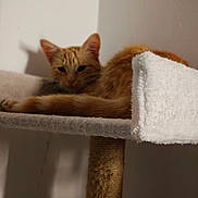 Caly participe au concours pour gagner de l'argent avec cette photo : cat, kitten, orange_tabby, feline, sleepy, lounging, sitting, tail, fur, striped, whiskers, ears, face, indoor, cat_tree, scratching_post, blanket, soft, warm_lighting, portrait