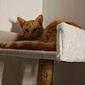 cat, kitten, orange_tabby, feline, sleepy, lounging, sitting, tail, fur, striped, whiskers, ears, face, indoor, cat_tree, scratching_post, blanket, soft, warm_lighting, portrait