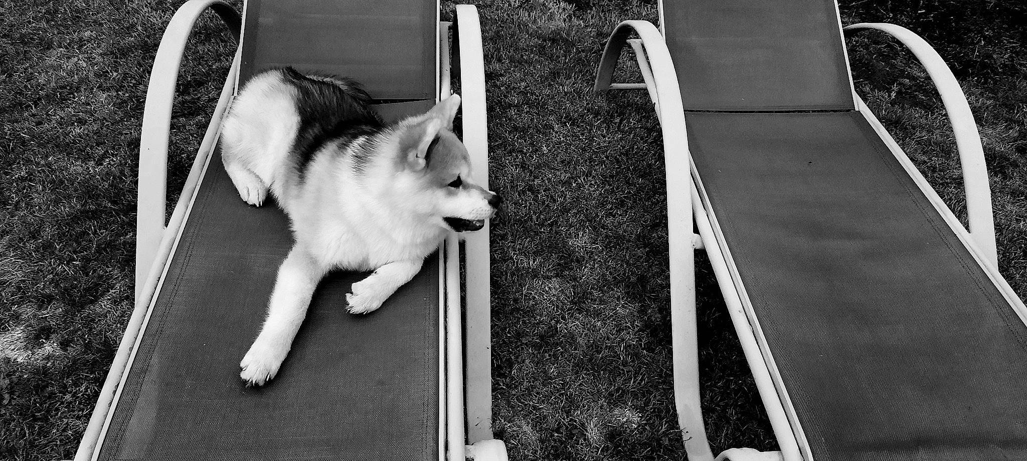 Tessa participe au concours pour gagner de l'argent avec cette photo : black_and_white, canidae, carnivore, cat, dog, felidae, monochrome, monochrome_photography, photography, snapshot, snout, style, whiskers, white