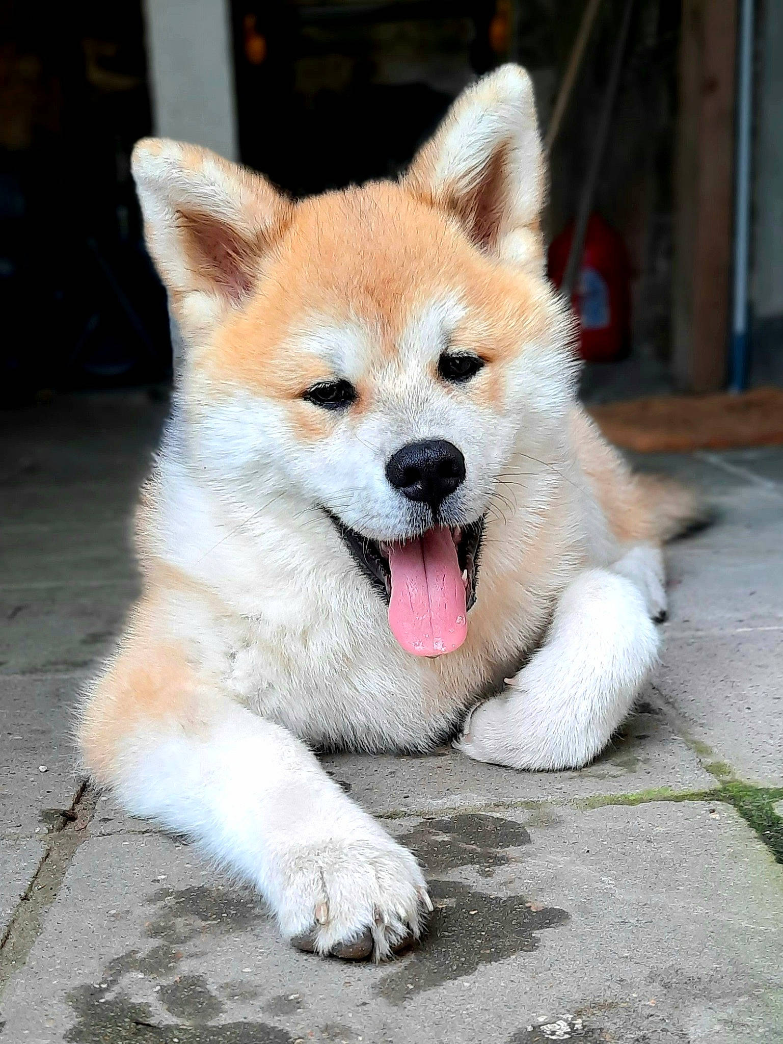 Tessa a rejoint le concours — aidez-le/la à gagner de superbes lots ! akita, akita_inu, ancient_dog_breeds, canaan_dog, canidae, carnivore, dog, dog_breed, hokkaido, korean_jindo_dog, mammal, non_sporting_group, rare_breed_dog, shiba_inu, shikoku, snout, spitz, thai_bangkaew_dog, vertebrate, working_dog