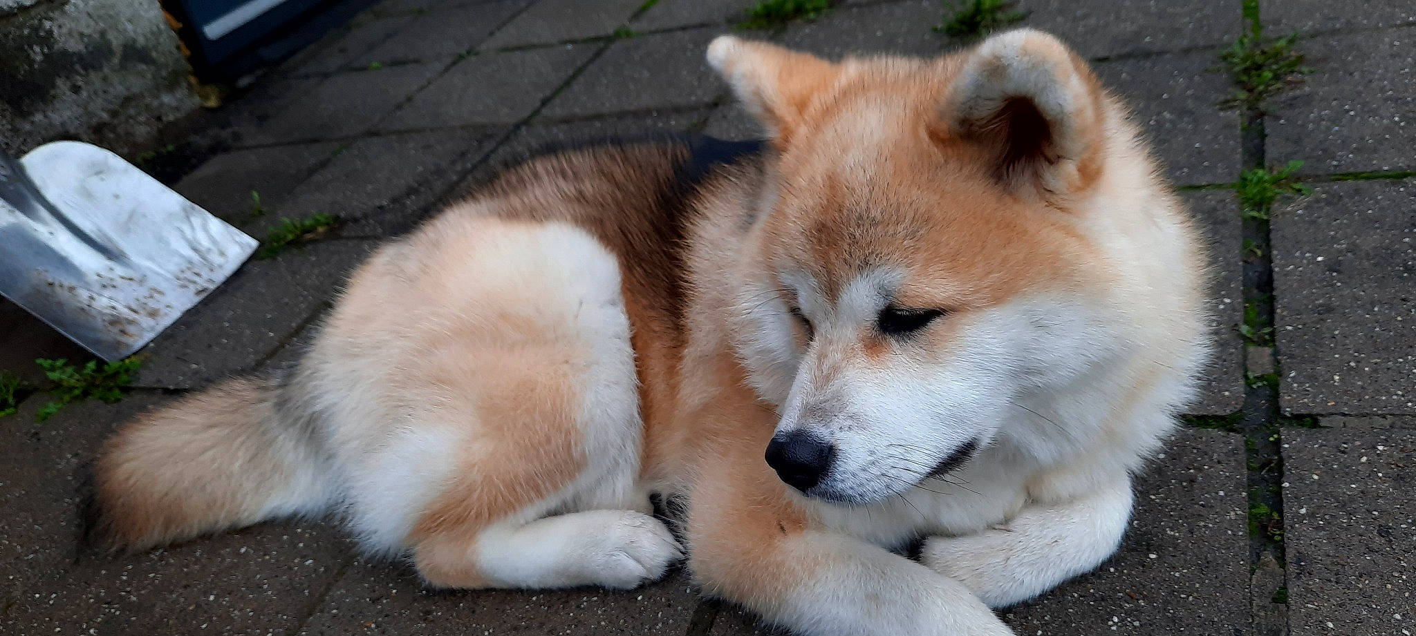 Tessa participe au concours pour gagner de l'argent avec cette photo : akita, akita_inu, ancient_dog_breeds, canaan_dog, canadian_eskimo_dog, canidae, carnivore, companion_dog, dog, dog_breed, greenland_dog, hokkaido, korean_jindo_dog, mammal, sakhalin_husky, shiba_inu, shikoku, snout, thai_bangkaew_dog, vertebrate