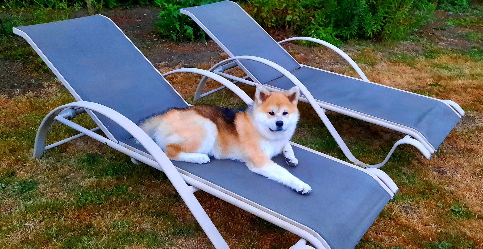 Tessa a rejoint le concours — aidez-le/la à gagner de superbes lots ! akita, akita_inu, canaan_dog, canidae, carnivore, companion_dog, dog, dog_breed, furniture, icelandic_sheepdog, mammal, non_sporting_group, norwegian_buhund, norwegian_lundehund, outdoor_furniture, shiba_inu, spitz, sunlounger, table, vertebrate