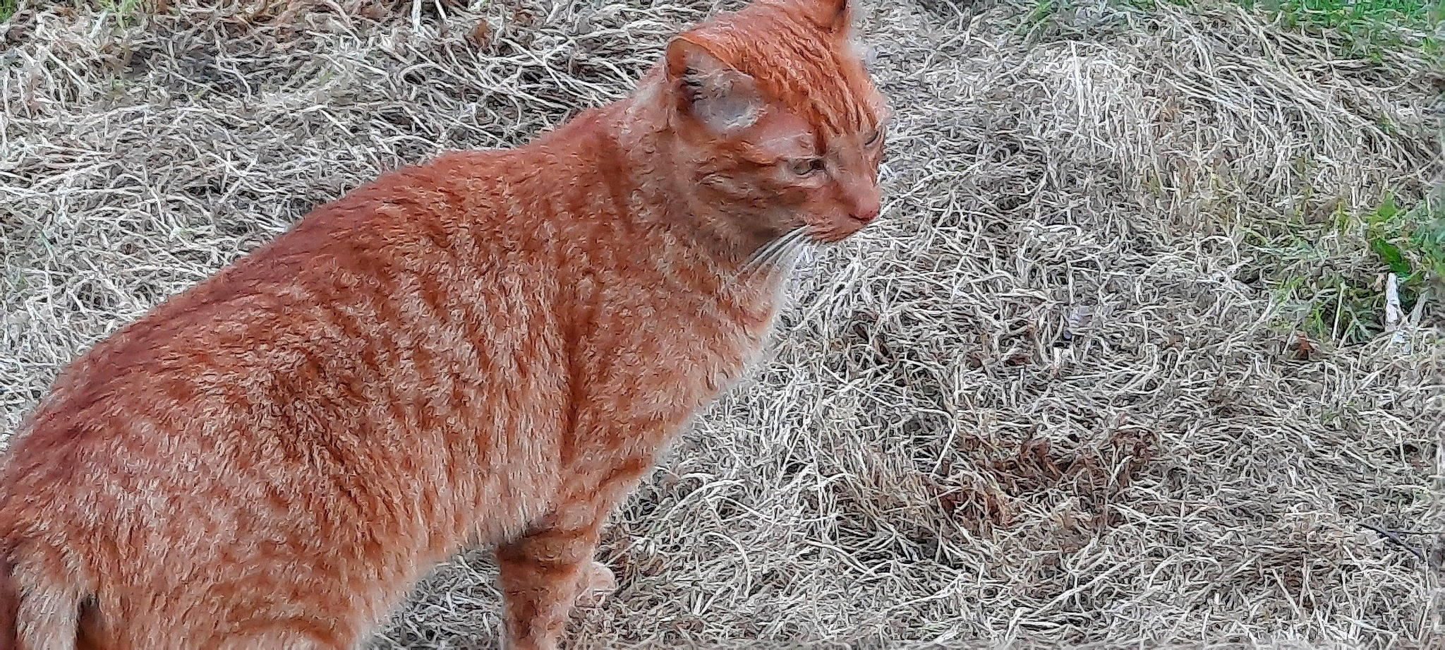 Scampi a rejoint le concours — aidez-le/la à gagner de superbes lots ! arabian_mau, carnivore, cat, domestic_short_haired_cat, european_shorthair, fawn, felidae, fur, german_rex, grass, mammal, small_to_medium_sized_cats, snout, tabby_cat, tail, terrestrial_animal, vertebrate, whiskers, wild_cat, wildlife