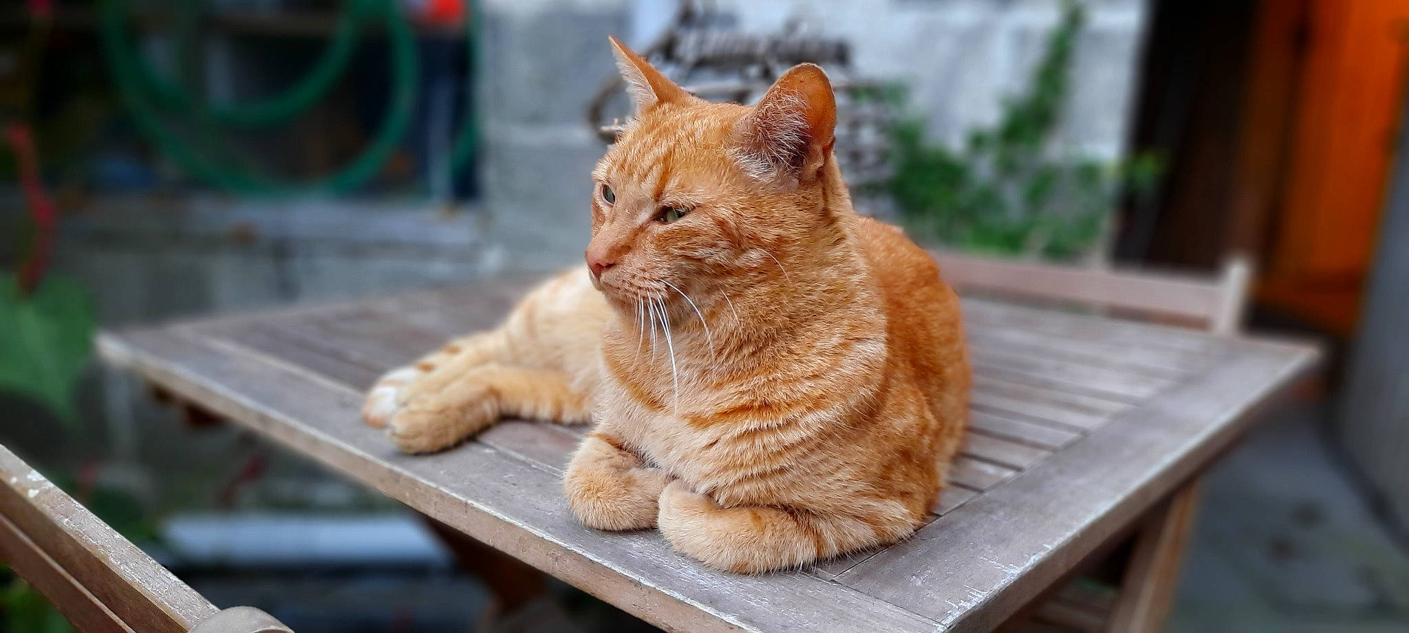 Scampi a rejoint le concours — aidez-le/la à gagner de superbes lots ! aegean_cat, arabian_mau, asian, carnivore, cat, claw, domestic_short_haired_cat, european_shorthair, fawn, felidae, german_rex, kitten, mammal, paw, photography, polydactyl_cat, small_to_medium_sized_cats, snout, tabby_cat, whiskers