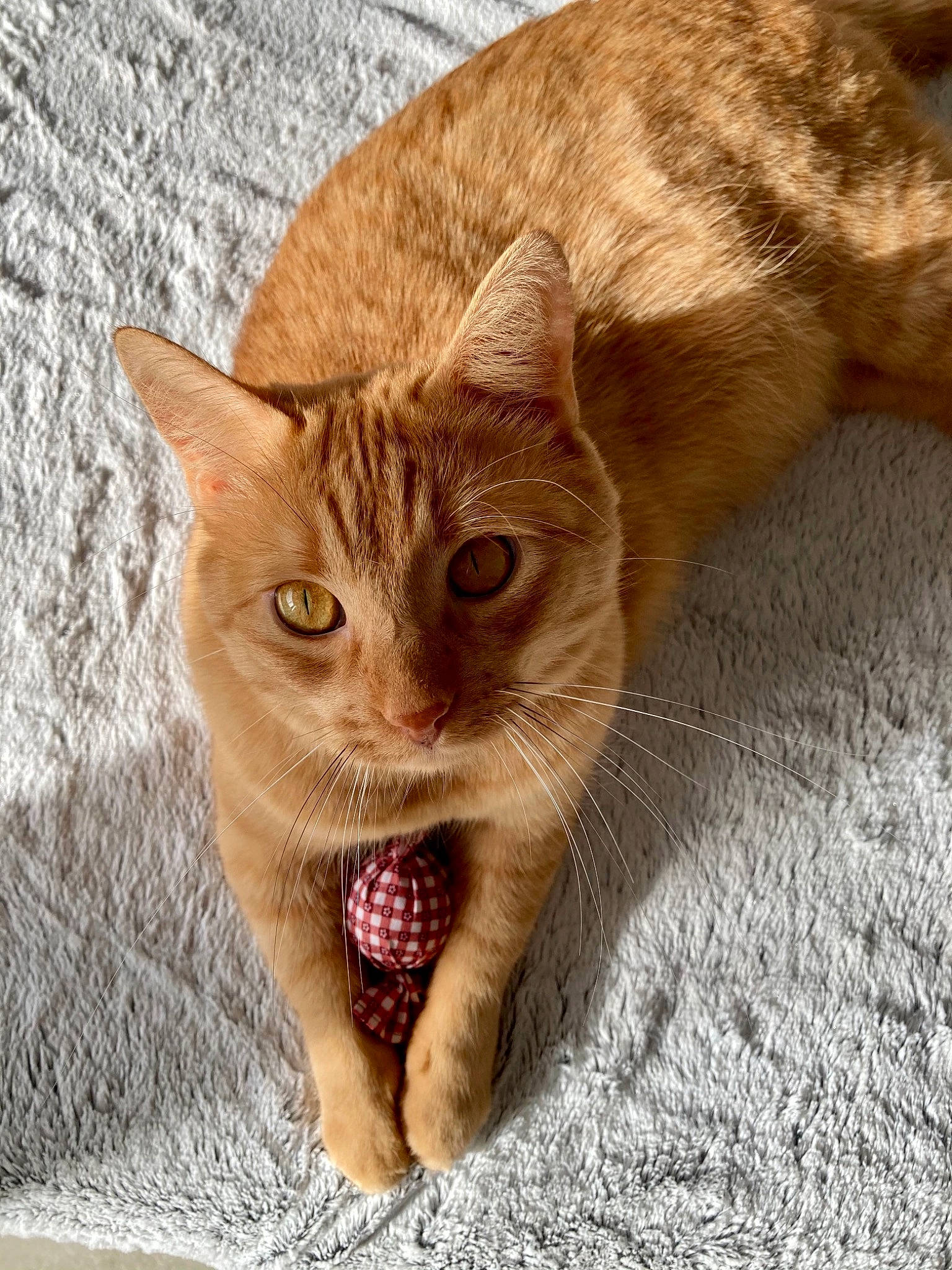 Bretzel participe au concours pour gagner de l'argent avec cette photo : beige, carnivore, cat, facial_expression, fang, fawn, felidae, fur, jaw, paw, skin, small_to_medium_sized_cats, snout, terrestrial_animal, toe, tongue, tooth, vertebrate, whiskers, yawn