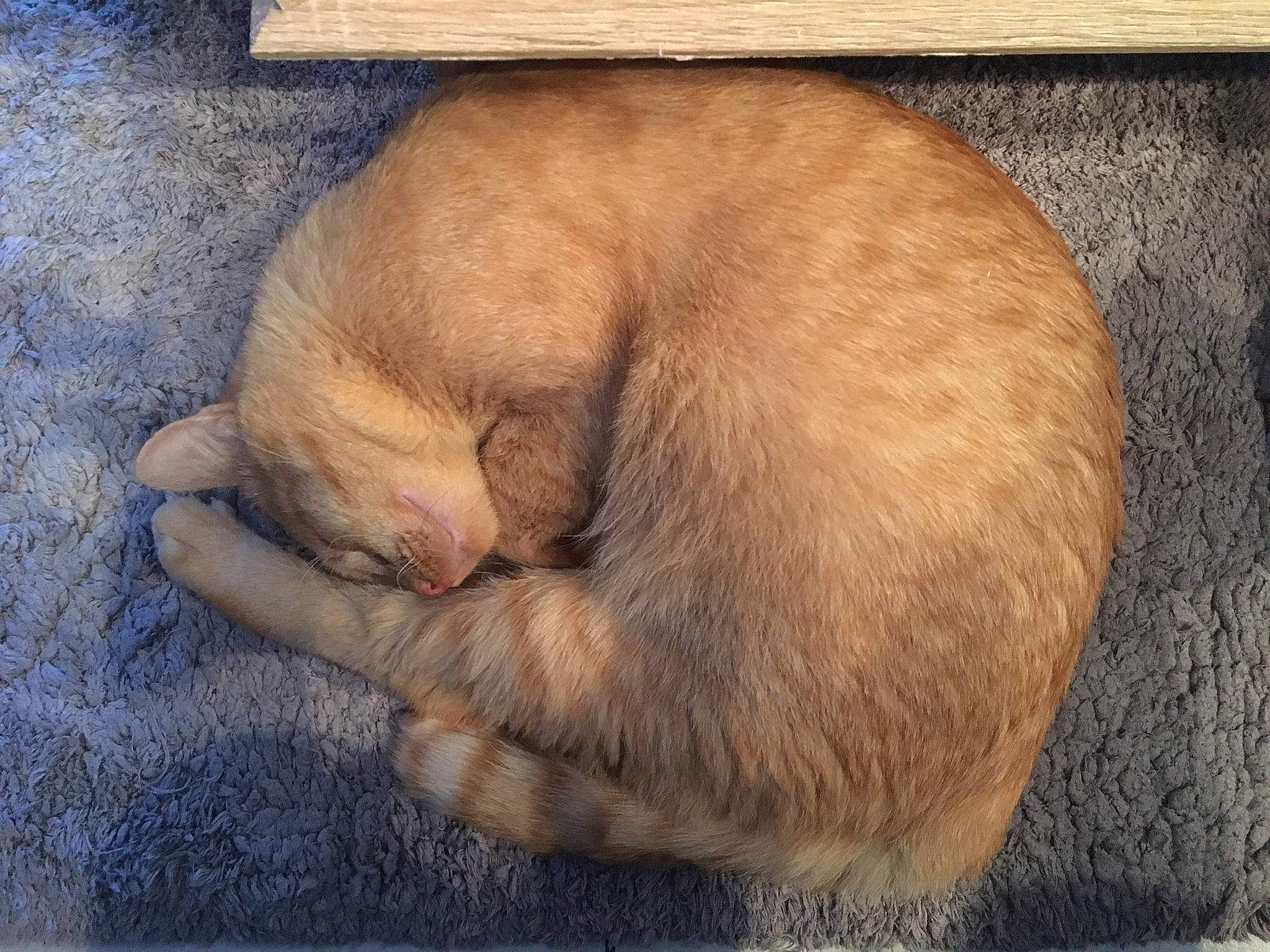 Bretzel a rejoint le concours — aidez-le/la à gagner de superbes lots ! carnivore, cat, comfort, fawn, fur, liver, nap, paw, skin, sleep, snout, tail