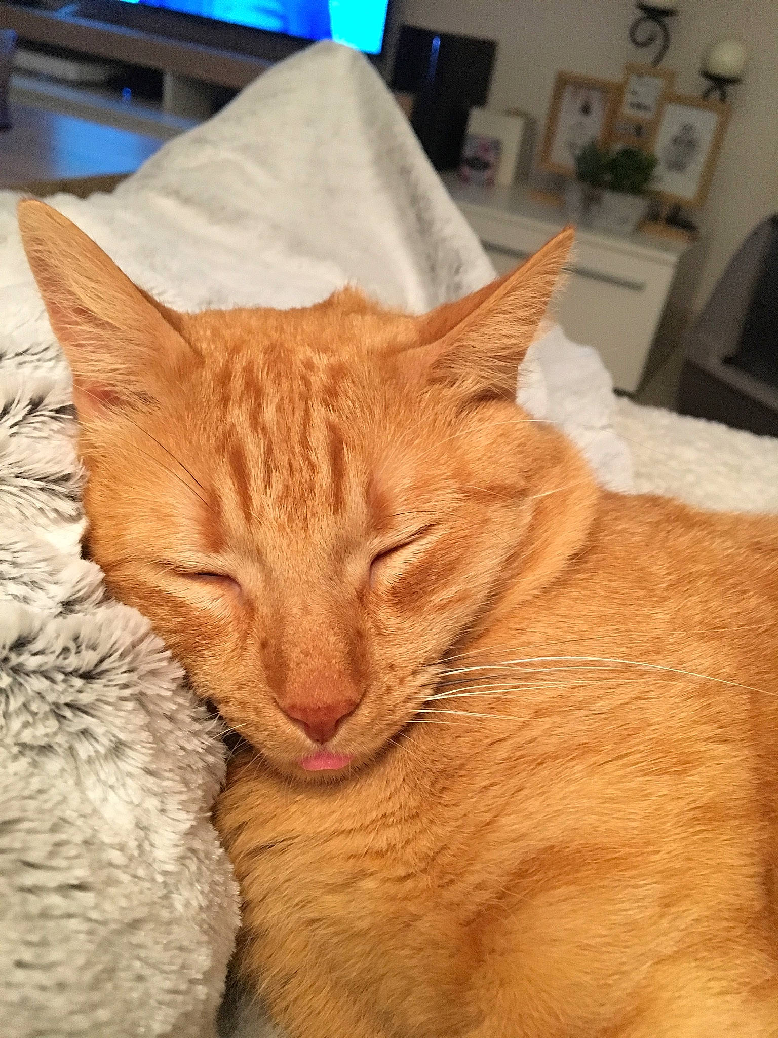 Bretzel a rejoint le concours — aidez-le/la à gagner de superbes lots ! carnivore, cat, comfort, display_device, domestic_short_haired_cat, fawn, felidae, flat_panel_display, fur, home_accessories, linens, peach, picture_frame, room, small_to_medium_sized_cats, snout, tabby_cat, television_set, vertebrate, whiskers