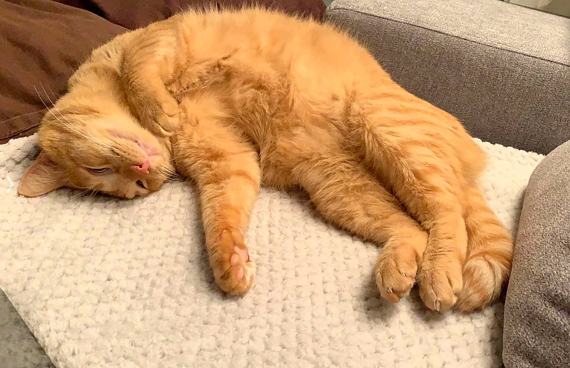 Bretzel participe au concours pour gagner de l'argent avec cette photo : carnivore, cat, claw, comfort, fawn, felidae, fur, home_accessories, linens, nap, paw, sleep, small_to_medium_sized_cats, tail, toe, vertebrate, whiskers