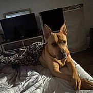 Roxyana Plas is registered to the contest to win money with this photo: bed, blanket, brown_dog, canine, comfort, cozy, dog, domestic, furniture, indoor, leopard_print, paws, pet, quiet, relaxed, resting, room, shadows, sleeping_area, television