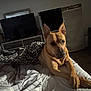 bed, blanket, brown_dog, canine, comfort, cozy, dog, domestic, furniture, indoor, leopard_print, paws, pet, quiet, relaxed, resting, room, shadows, sleeping_area, television