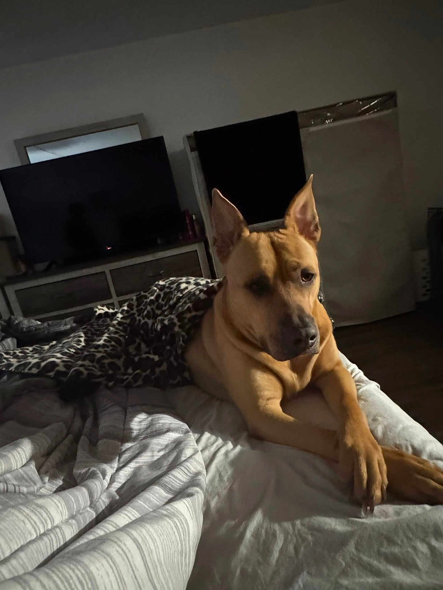 Roxyana Plas is registered to the contest to win money with this photo: bed, blanket, brown_dog, canine, comfort, cozy, dog, domestic, furniture, indoor, leopard_print, paws, pet, quiet, relaxed, resting, room, shadows, sleeping_area, television