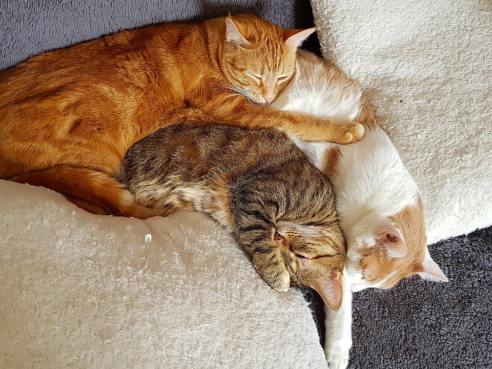 Miou Nuggets Milka participe au concours pour gagner de l'argent avec cette photo : arabian_mau, asian, carnivore, cat, domestic_short_haired_cat, dragon_li, european_shorthair, fawn, felidae, fur, kitten, nap, ocicat, paw, sleep, small_to_medium_sized_cats, tabby_cat, tail, whiskers