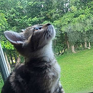 Hazel Jade is registered to the contest to win money with this photo: kitten, cat, window, greenery, trees, grass, outdoor, nature, pet, animal, curious, furry, young, side_view, domestic, indoor, daylight, soft_light, close_up, looking_up