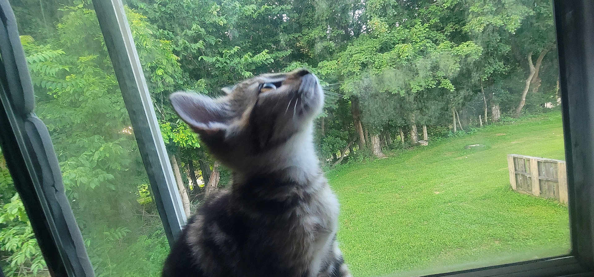 Hazel Jade is registered to the contest to win money with this photo: kitten, cat, window, greenery, trees, grass, outdoor, nature, pet, animal, curious, furry, young, side_view, domestic, indoor, daylight, soft_light, close_up, looking_up