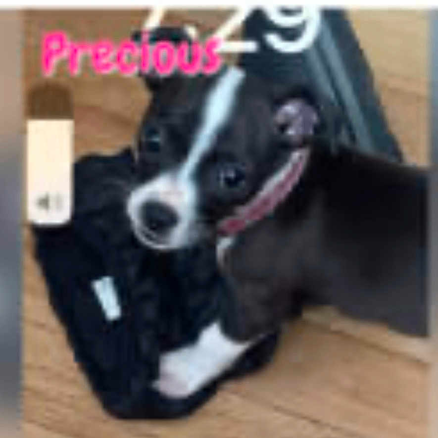 Precious joined the competition — help win amazing prizes! animal, bostonbull, boxer, bulldog, canine, chihuahua, cream, doctor, dog, envelope, eskimodog, greetingcard, hound, husky, labradorretriever, mail, person, pet, puppy, snout