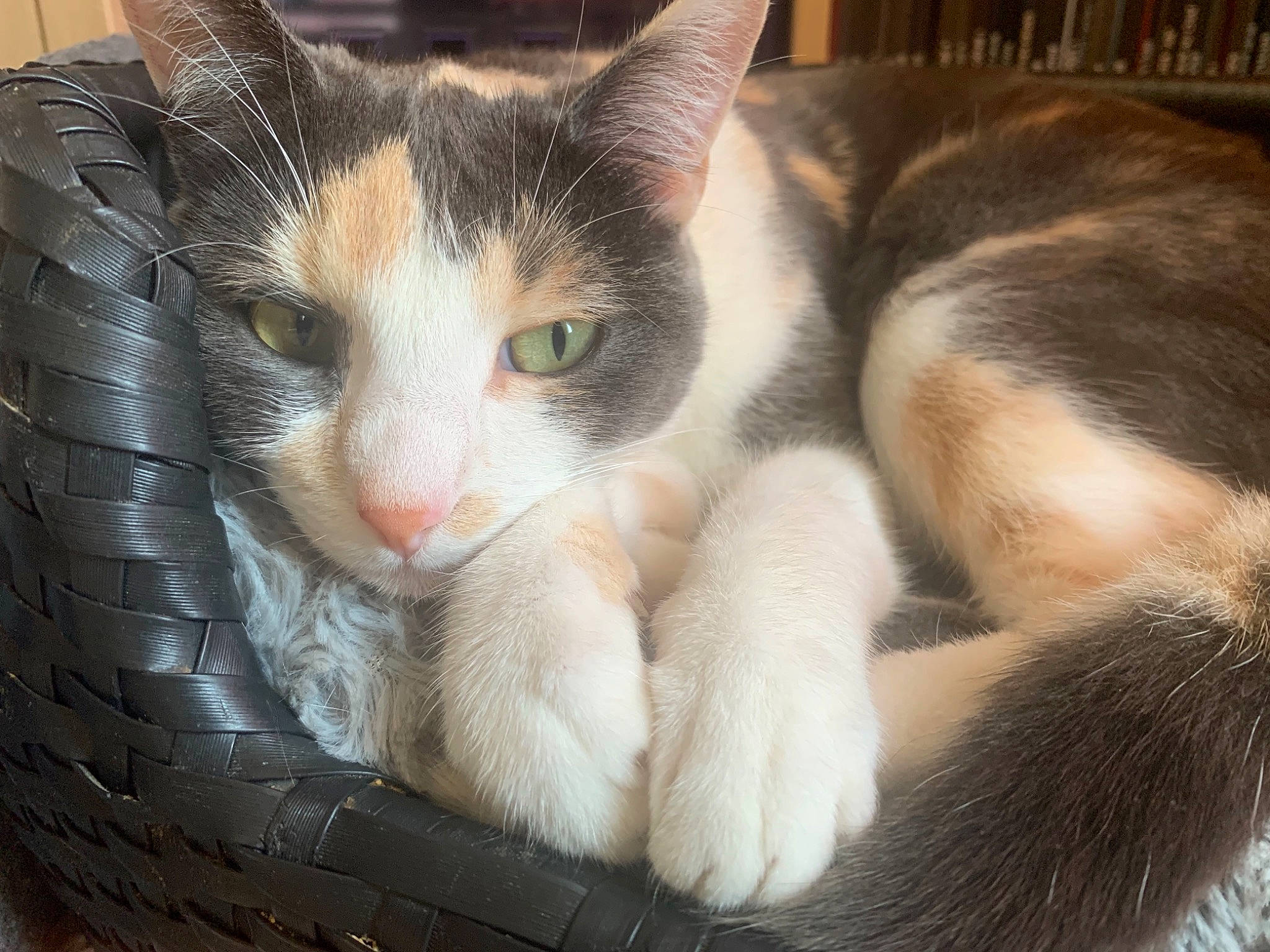 Bulle a rejoint le concours — aidez-le/la à gagner de superbes lots ! box, carnivore, cat, cat_supply, claw, comfort, domestic_short_haired_cat, fawn, felidae, fur, paw, sitting, small_to_medium_sized_cats, snout, tail, whiskers