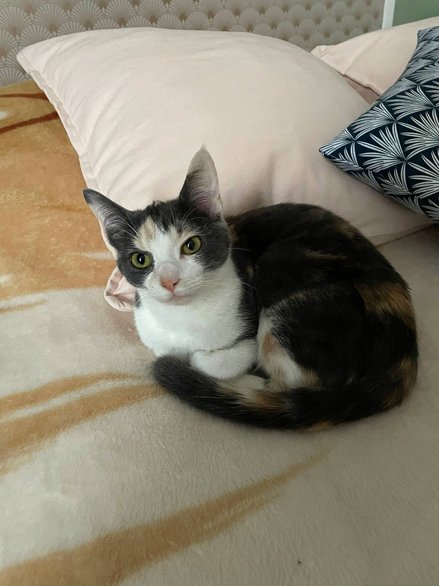 Bulle participe au concours pour gagner de l'argent avec cette photo : bedding, box, carnivore, cat, cat_supply, comfort, couch, domestic_short_haired_cat, felidae, flooring, fur, grey, hardwood, linens, paw, small_to_medium_sized_cats, snout, tail, whiskers, wood