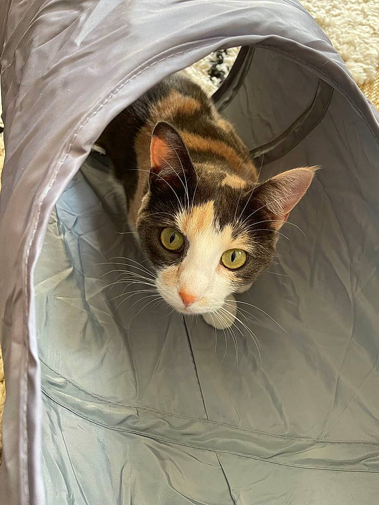 Bulle participe au concours pour gagner de l'argent avec cette photo : bag, box, cardboard, carnivore, cat, comfort, domestic_short_haired_cat, fawn, felidae, fur, grass, packaging_and_labeling, paper_bag, small_to_medium_sized_cats, snout, tail, tree, whiskers