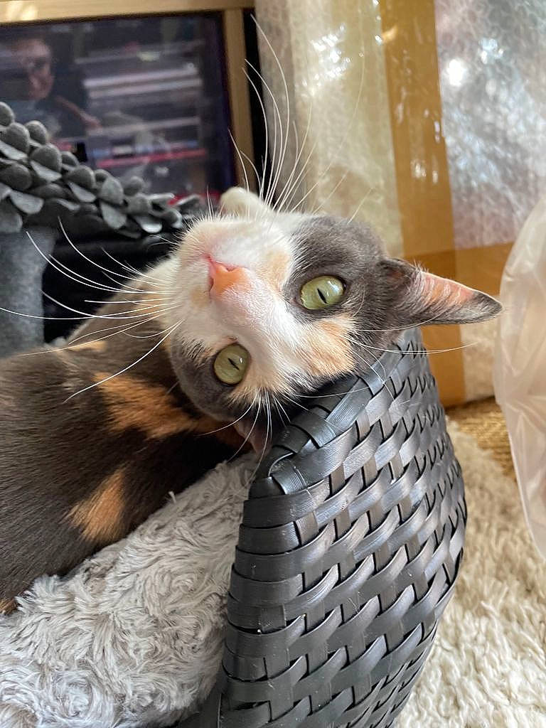 Bulle a rejoint le concours — aidez-le/la à gagner de superbes lots ! animal_shelter, bag, baggage, basket, carnivore, cat, claw, comfort, domestic_short_haired_cat, fawn, felidae, foot, fur, leg, paw, small_to_medium_sized_cats, snout, tail, whiskers, wood