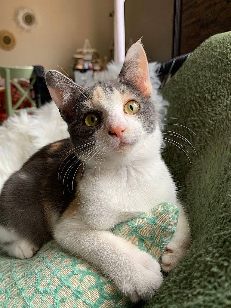 Bulle a rejoint le concours — aidez-le/la à gagner de superbes lots ! carnivore, cat, cat_furniture, cat_supply, claw, comfort, domestic_short_haired_cat, felidae, fur, grey, paw, small_to_medium_sized_cats, snout, tail, whiskers