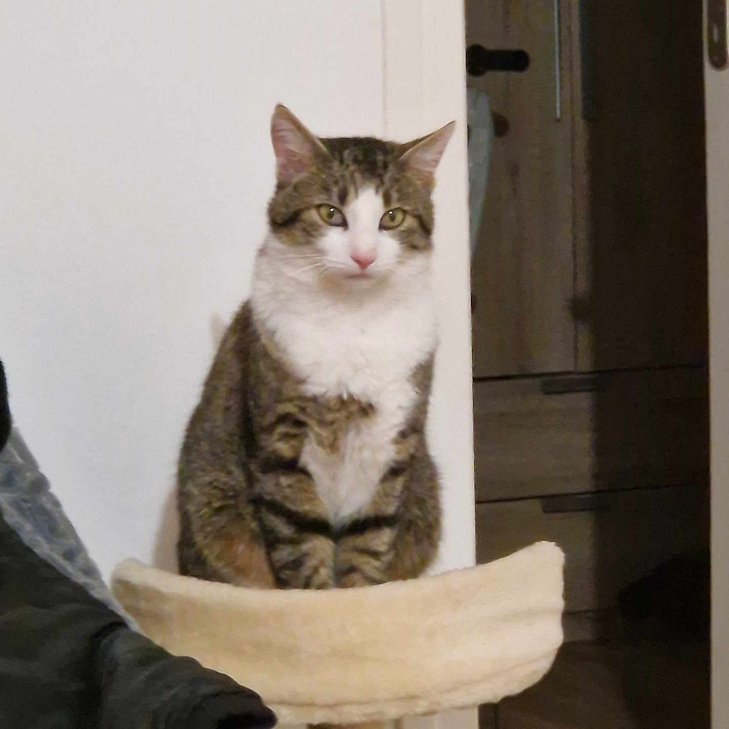 Prince a rejoint le concours — aidez-le/la à gagner de superbes lots ! animal, blanket, brown, cat, cat_perch, cozy, curious, domestic, door, feline, fur, furniture, gray, household, indoor, pet, quiet, sitting, tabby_cat, white_wall