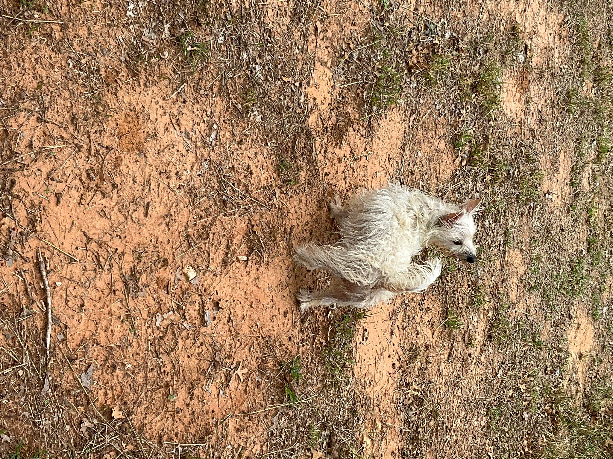 Sweetie Pie joined the competition — help win amazing prizes! beak, canidae, carnivore, fawn, felidae, fur, grass, grassland, landscape, plant, prairie, shrubland, small_to_medium_sized_cats, soil, tail, terrestrial_animal, tree, twig, wildlife, wood