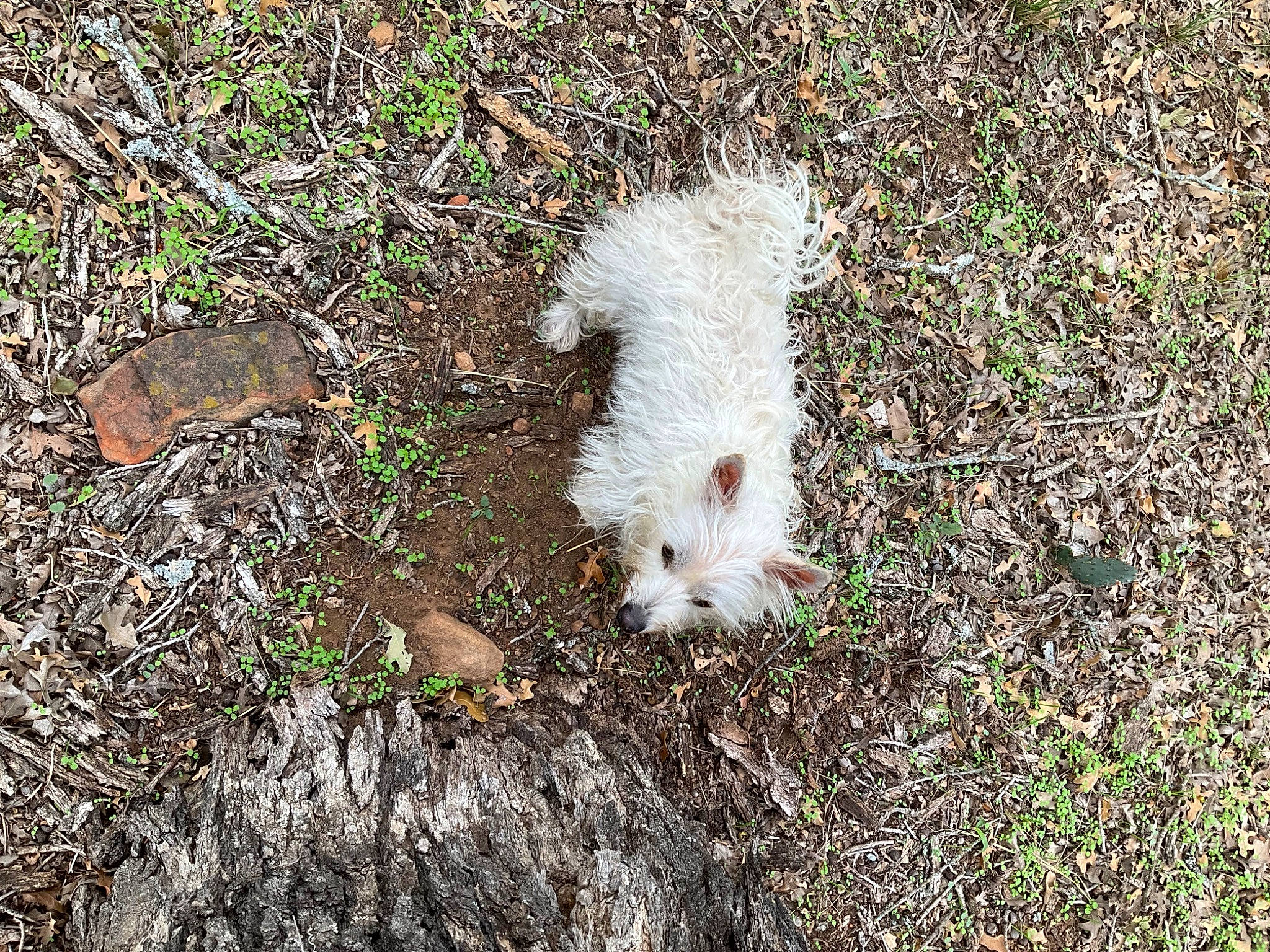 Sweetie Pie is registered to the contest to win money with this photo: asphalt, canidae, cotton, fur, grass, groundcover, old_man_of_the_mountain, plant, soil, sporting_group, tail, terrestrial_animal, toy_dog, wildlife