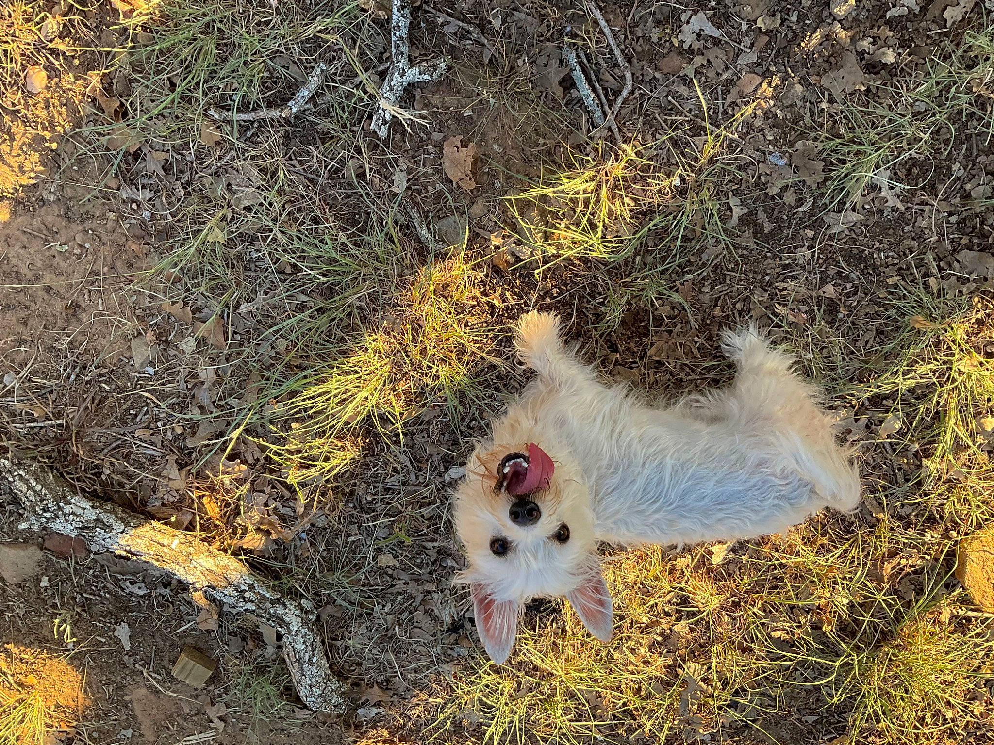 Sweetie Pie is registered to the contest to win money with this photo: canidae, carnivore, companion_dog, dog, dog_breed, fawn, fur, grass, grass_family, landscape, non_sporting_group, plant, soil, sporting_group, tail, terrestrial_animal, terrier, toy_dog, twig, wildlife