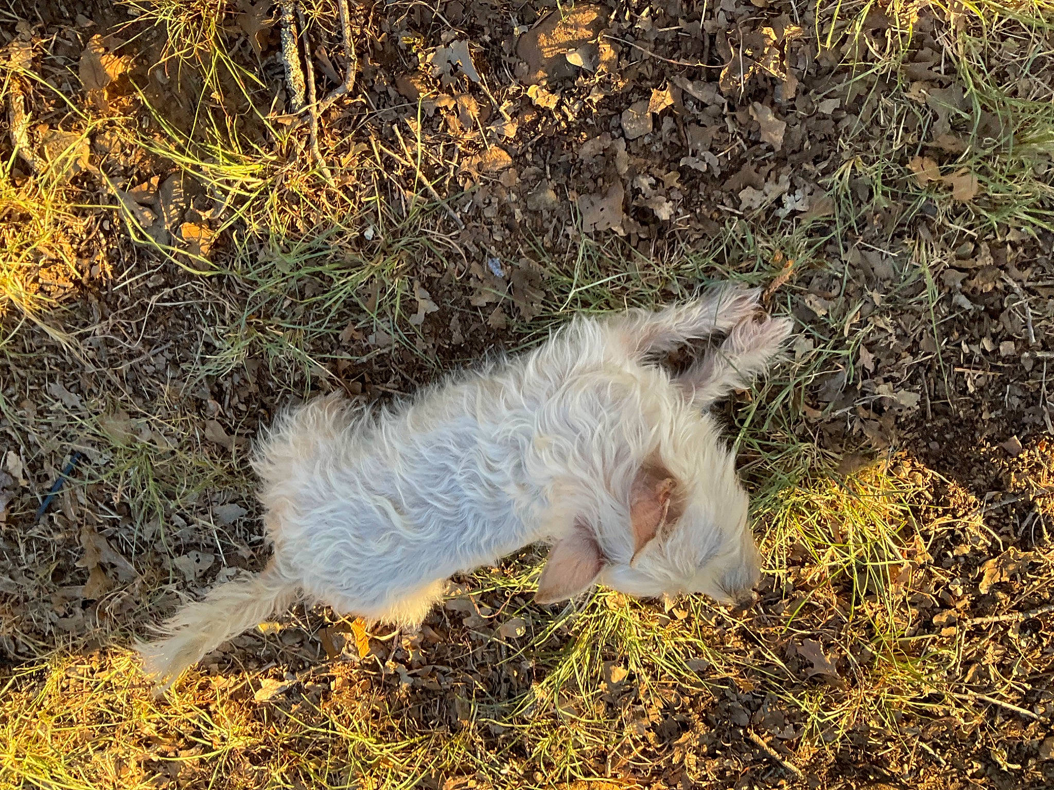 Sweetie Pie is registered to the contest to win money with this photo: canidae, carnivore, cat, cloud, dog_breed, fawn, felidae, fur, grass, grass_family, plant, shadow, small_to_medium_sized_cats, soil, sporting_group, tail, terrestrial_animal, terrier, whiskers, wildlife