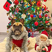 Rose participe au concours pour gagner de l'argent avec cette photo : french_bulldog, dog, christmas_tree, christmas_decorations, santa_figurine, tinsel, red_sweater, holiday, festive, indoors, blanket, candle, green_sack, ornaments, lights, stocking, floor, wall_art, cozy, pet