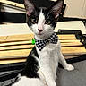 cat, kitten, bow_tie, black_and_white, pet, animal, indoor, wood, planks, floor, feline, cute, young, sitting, looking, ears, whiskers, eyes, fur, collar