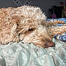 Adley joined the competition — help win amazing prizes! bedroom, blanket, calm, close_up, cozy, curled_up, curly_fur, decor, dog, furniture, home, indoor, light_brown, nose, pet, railroad_sign, relaxation, resting, sleeping, soft_texture